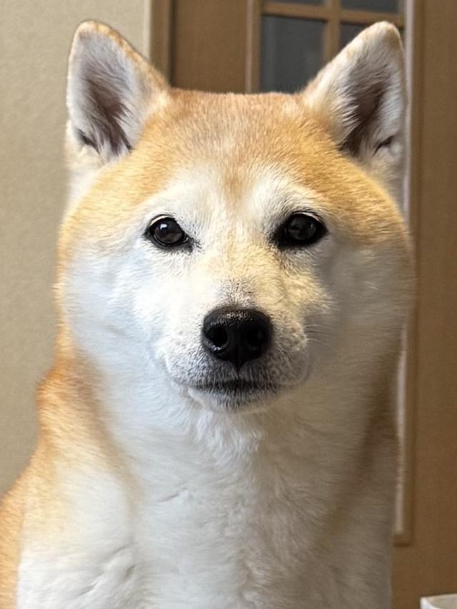 松川菜桜