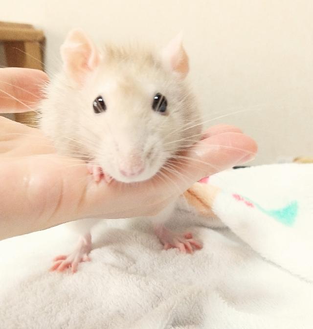マユ 1
