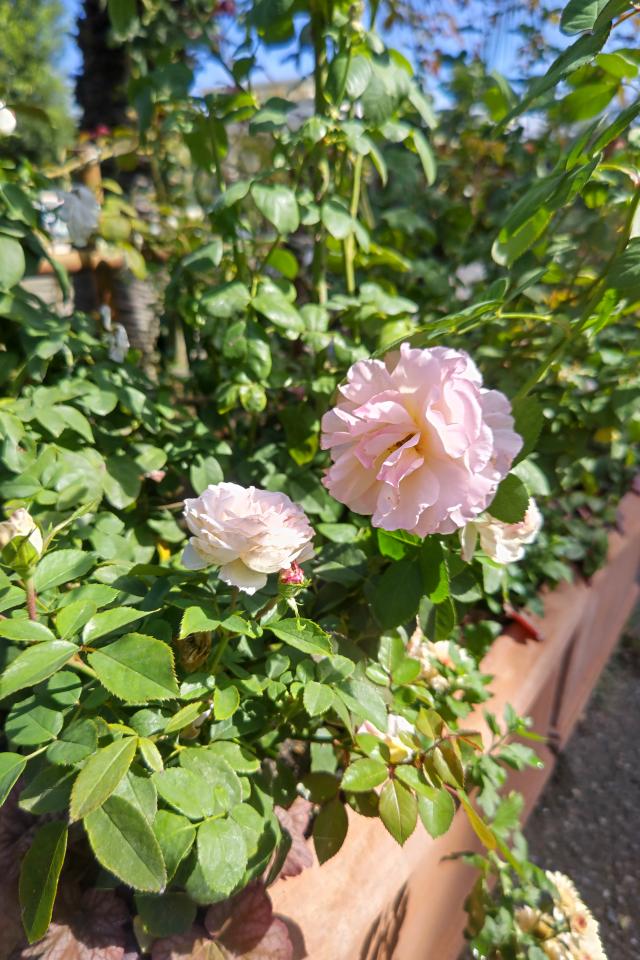 ユーリ 1