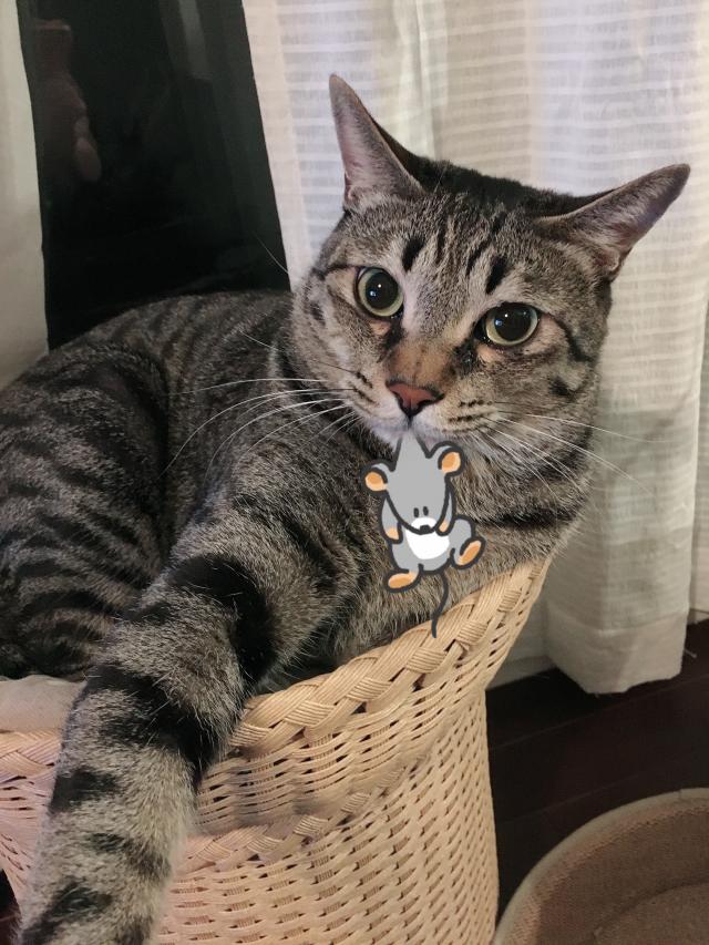 カナ 1