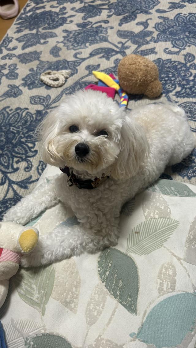 yuki 1