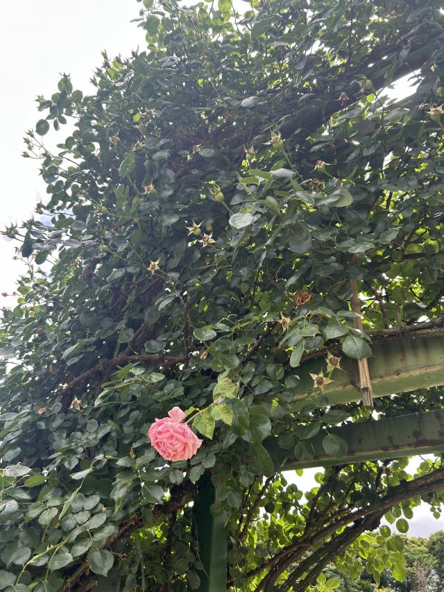 ようかん 1
