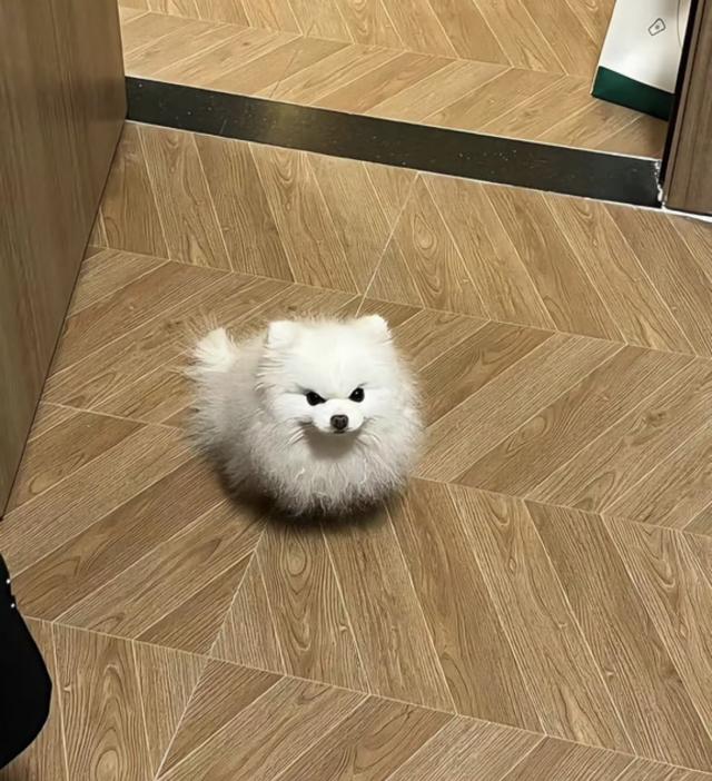 もか 1