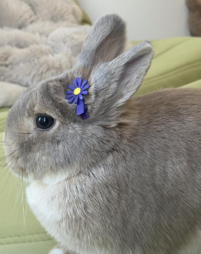 テラモト 1